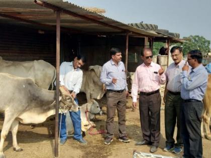 Assistant Commissioner of Nashik Divisional Animal Husbandry Laboratory runs in Londritanda | नाशिक विभागीय पशुसंवर्धन प्रयोगशाळेच्या साहाय्यक आयुक्तांची लोंढ्रीतांड्यात धाव