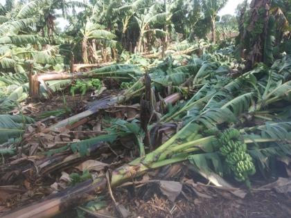 Storm in Nimbhora area of Raver taluka, loss of lakhs of bananas | रावेर तालुक्यातील निंभोरा परिसरात वादळ, केळीचे लाखोंचे नुकसान