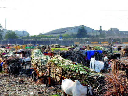 Sugar factories in Sangli district have started | सांगली जिल्ह्यातील साखर कारखाने सुरू