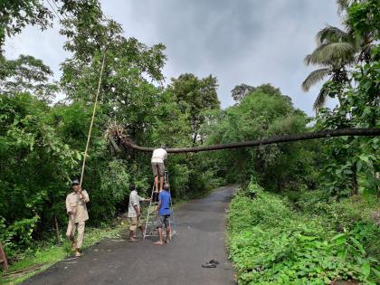 The storm hits the Panchcta, the winds of the cyclone break down the trees | ओटवणे पंचक्रोशीला वादळाचा तडाखा, सोसाट्याच्या वाऱ्यामुळे झाडांची पडझड