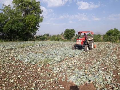  The farmer turned the rotor on the cabbage | शेतकऱ्याने कोबीवर फिरवला रोटर