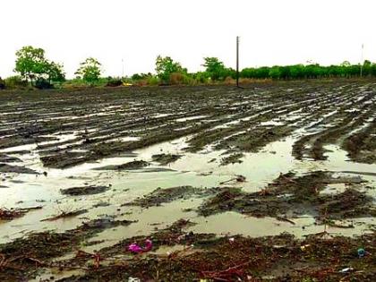 Rain all over Washim district; farmers happy | वाशिम जिल्ह्यात सर्वदूर पाऊस; बळीराजा सुखावला