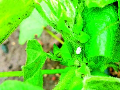 Cabbage Millbug and Soybean Rubbish | कपाशीवर मिलीबग तर सोयाबीनवर खोडमाशी