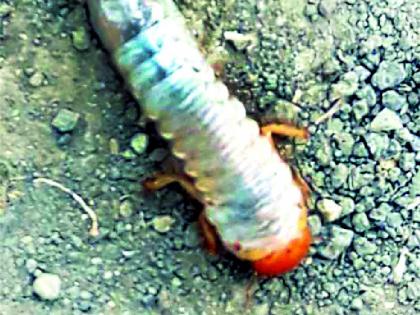 Infertility of 'Hyunni' larva in Belgaum Shivar along with Nagzari | नागझरीसह बेलगाव शिवारात ‘हुमनी’ अळीचा प्रादुर्भाव