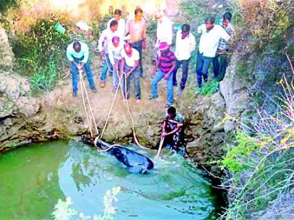 Out of the eight, three of the three Rohies were safely out of the well | आठपैकी तीन रोह्यांना विहिरीबाहेर सुखरूप काढले