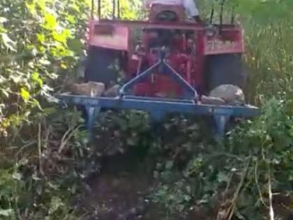 In Yavatmal district, a farmer rotates a rotavator on 18 acres of cotton | यवतमाळ जिल्ह्यात १८ एकरातील कपाशीवर शेतकऱ्याने फिरविले रोटावेटर