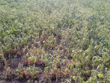 Vidarbha crop in danger | विदर्भात ६० हजार हेक्टरमधील पिकांवर मोड येण्याची चिन्हे