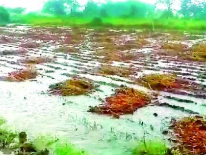 Mother of soybeans by rain | पावसाने सोयाबीनचे मातेरे Mother of soybeans by rain | पावसाने सोयाबीनचे मातेरे