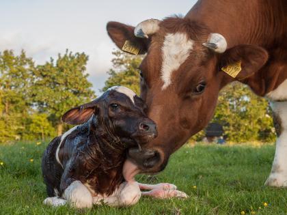 Mother gave her to the infant's calf! | पोरक्या वासराला तिने दिले मातृत्व!