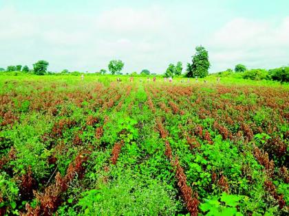 Soybean harvesting and threshing break due to cloudy weather and rain | ढगाळी वातावरण अन् पावसामुळे सोयाबीन कापणीसह मळणीला ब्रेक