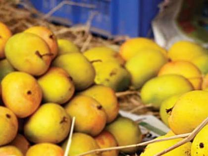 Mango, the king of fruits, is in full swing across the country this year | फळांचा राजा आंबा यंदा देशभर जोशात; महाराष्ट्र आघाडीवर