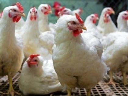 7 to 8 crore daily turnover in poultry in crisis | पोल्ट्रीतील ७ ते ८ कोटींची दैनिक उलाढाल संकटात