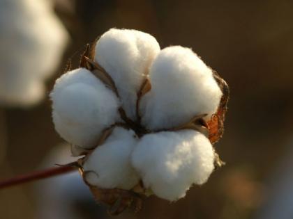 Expect large cotton crop in the state | राज्यात एक कोटी रुईगाठींची अपेक्षा