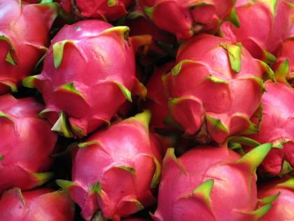 Now Dragon fruit will be cultivated in Gondia district | गोंदियात फुलतेय ड्रॅगन फळाची बाग