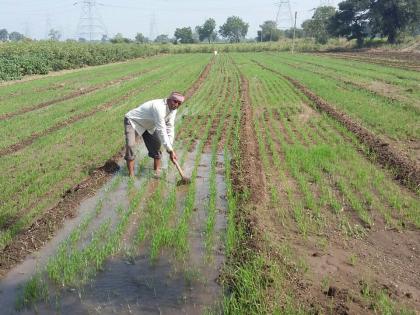 30% of agricultural sector posts are vacant; The total number is more than 8 thousand | कृषी विभागातील ३० टक्के पदे रिक्त; एकूण संख्या ८ हजारांहून अधिक