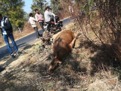 Deer cought death by an unknown vehicle on the Gondia-Kohamara road | गोंदिया-कोहमारा मार्गावर अज्ञात वाहनाच्या धडकेने सांबराचा मृत्यू