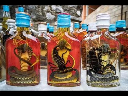 What is snake wine you should know this | विषारी सापांपासूनही तयार केली जाते दारू, ‘Snake Wine’ बाबत वाचून व्हाल हैराण