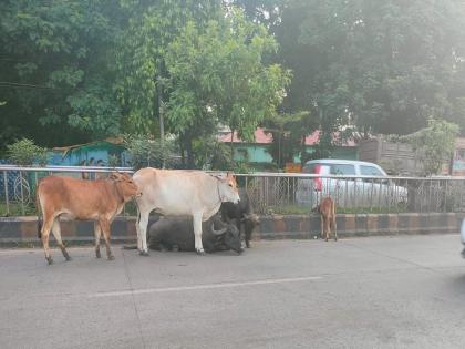 Criminal action will be taken against animal owners, drive to catch stray animals | जनावरांच्या मालकांवर होणार फौजदारी कारवाई, मोकाट जनावरे पकडण्याची मोहीम