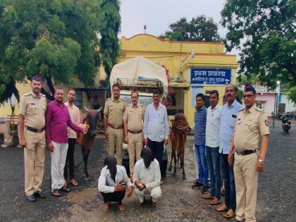 Five people who were stealing cattle arrested in latur | पशुधनांची चाेरी करणाऱ्या आंतर जिल्हा टाेळीतील पाच जणांना अटक