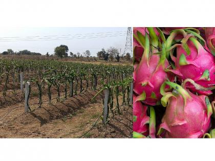 chandrapur farmer has started dragon fruit cultivation by learning from youtube videos | यू-ट्यूबवरून घेतले धडे अन् बहरली ड्रॅगन फळाची शेती