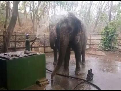 Kottar's zoos are planted for animals | वाढत्या उष्णतेने कात्रजच्या प्राणिसंग्रहालयात प्राण्यांसाठी लावले कुलर 