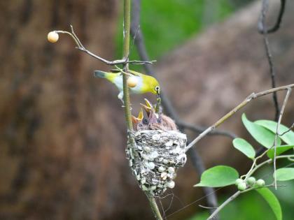 Strange... Indian White Eye bird feed the chicks of the Paradise Flycatcher bird | अजबच..! पिल्ले स्वर्गीय नर्तकाची अन् खाऊ घालताे चष्मेवाला