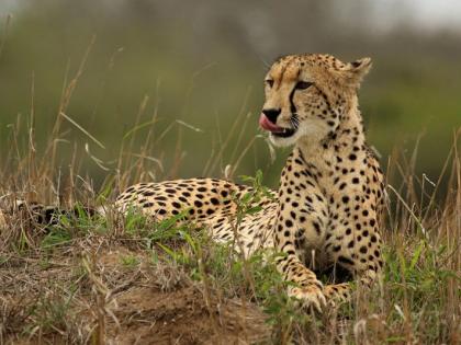 Cheetah to return to India after 74 years; 14 crore sanctioned by NTCA | ७४ वर्षांनंतर चित्ता भारतात परतणार; एनटीसीएकडून १४ कोटी मंजूर