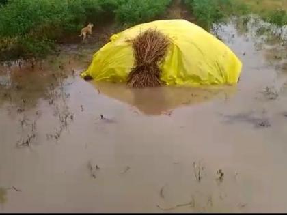 The impact of the return rain; Six injured in lightning strike, crop damage | परतीच्या पावसाचा तडाखा; वीज पडून सहा जखमी, पिकांचे नुकसान