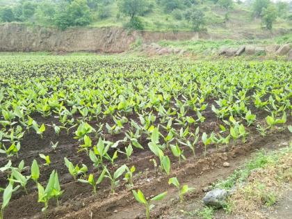 Haldi farming flourished at the foot of Satpuda | सातपुड्याच्या पायथ्याशी फुलली हळदीची शेती