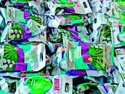 Turnover of billions from bogus seeds | बोगस बियाण्यांतून कोट्यवधींची उलाढाल Turnover of billions from bogus seeds | बोगस बियाण्यांतून कोट्यवधींची उलाढाल
