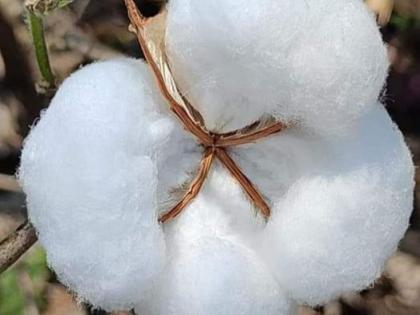 CCI's purchase of cotton in the open market | ‘सीसीआय’ची खुल्या बाजारात कापूस खरेदी