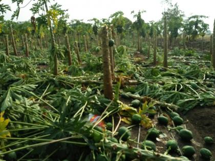 Damage of 200 hectares in Majalgaon taluka | माजलगाव तालुक्यात २०० हेक्टरवरील पिकांचे नुकसान