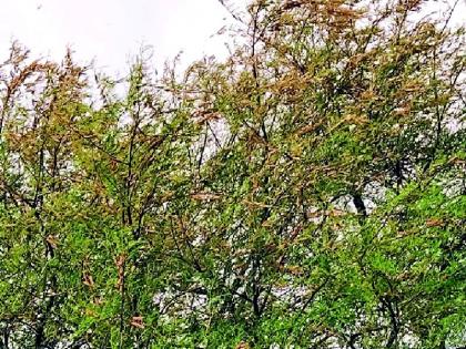 The arrival of locusts in Tumsar | तुमसरात टोळधाडीचे आगमन The arrival of locusts in Tumsar | तुमसरात टोळधाडीचे आगमन