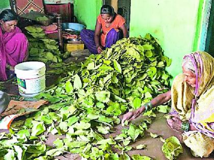 Tadu leaves and grows and grows | तेंदूचे पान-पान गोळा करुन ओढावा लागतो चरितार्थाचा गाडा