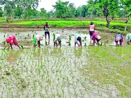 94 per cent Ravani in Ataepali district waiting for rains | पावसाच्या प्रतीक्षेत आटाेपली जिल्ह्यात 94 टक्के राेवणी 94 per cent Ravani in Ataepali district waiting for rains | पावसाच्या प्रतीक्षेत आटाेपली जिल्ह्यात 94 टक्के राेवणी