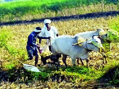 Crop threat to 10,163 hectares | १०,१६३ हेक्टरमधील पीक धोक्यात