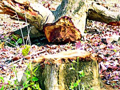 Cemetery Slaughterhouse | स्मशानभूमीतील झाडांची कत्तल Cemetery Slaughterhouse | स्मशानभूमीतील झाडांची कत्तल