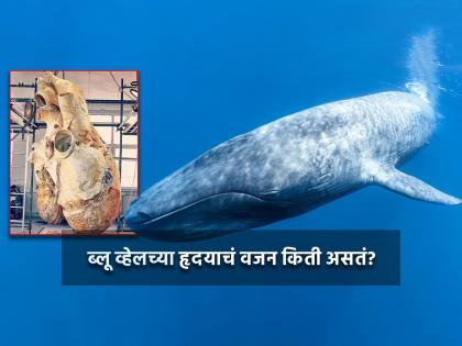 What is the blue whale heart size? you will shocked after know the size | ब्लू व्हेलच्या हृदयाचं किती असतं वजन? आकडा वाचून डोकं चक्रावून जाईल...