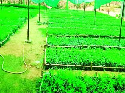 43 nursery nurseries spread around 55 lakh plants | ९५ लाख रोपांनी बहरल्या ४३ रोपवाटिका