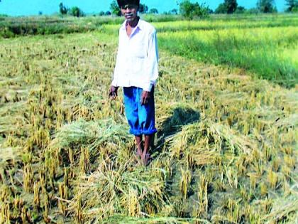 Randukar's haidos in rice husk | धानपिकांमध्ये रानडुकरांचा हैदोस