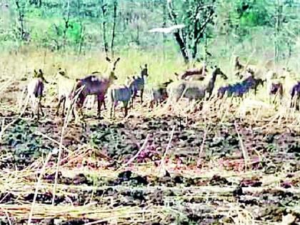  Farmers' trend to traditional crops | पारंपरिक पिकांकडे शेतकऱ्यांचा कल