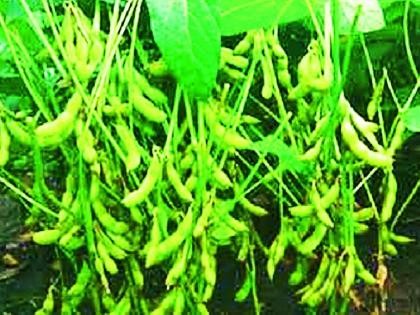 Farmers in the district suffer from shortage of soybeans | सोयाबीनच्या अल्प दरामुळे जिल्ह्यातील शेतकरी संकटात Farmers in the district suffer from shortage of soybeans | सोयाबीनच्या अल्प दरामुळे जिल्ह्यातील शेतकरी संकटात