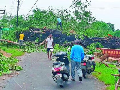 Hundred years of old Pimpla Vriksha collapsed | शंभर वर्षे जुना पिंपळवृक्ष कोसळला