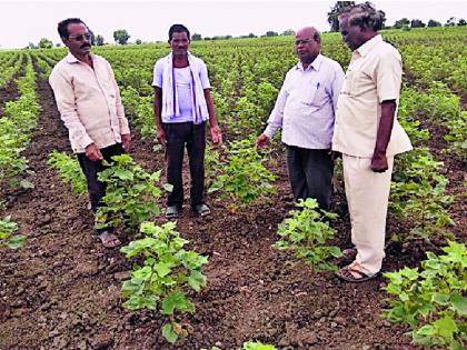 Inflammation of 'Churada' on hundreds of hectares of cotton | शेकडो हेक्टरमधील कपाशीवर ‘चुरडा’चा प्रादुर्भाव