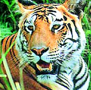 The fear of the tiger in the election | चुनाळ्यात वाघाची भीती