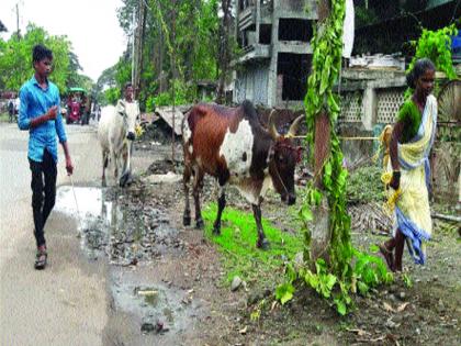  Agricultural tradition in bordi | खरिपाच्या भातशेतीला बैल देवाणघेवाणीची कृषी परंपरा; पैसा वा भाताच्या स्वरूपात मोबदला