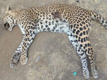 Dying leopards near Katwar village | कातरवेल गावाजवळ बिबट्या ठार