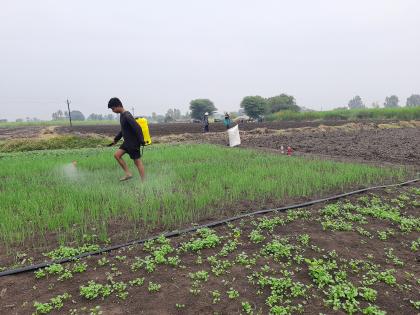 Cloudy weather near Goda, a threat to grape growers | गोदाकाठी ढगाळ वातावरण , द्राक्ष उत्पादकांना धास्ती