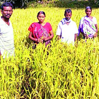 Organic farming in 70 acres | ७० एकर क्षेत्रात सेंद्रिय शेती