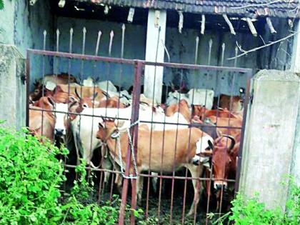 Police caught 50 cattle | पोलिसांनी ५० जनावरे पकडली